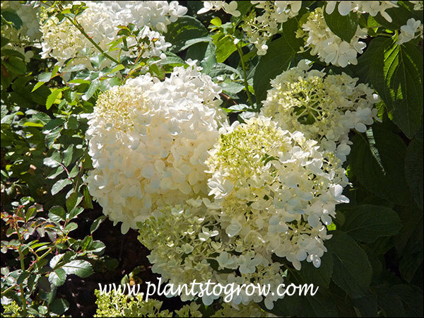 When I first saw this Hydrangea I thought it must be a Hydrangea arborescense type, because of its almost globular flower head. Eventually they become fat panicles, typical of this genus.